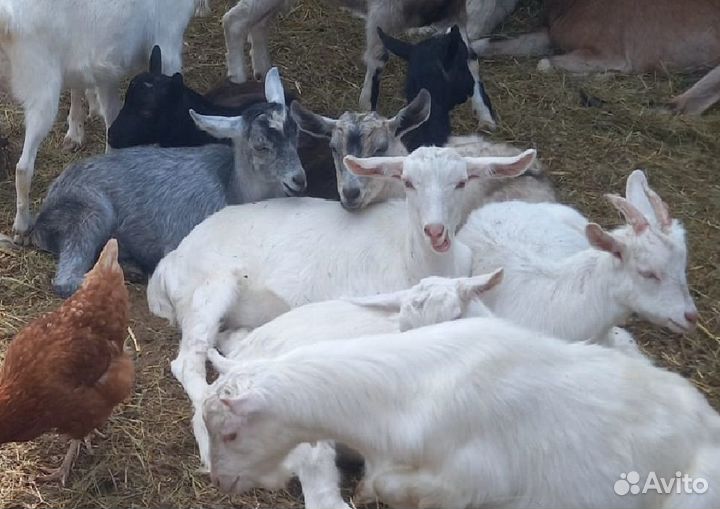 Мясо козлятина