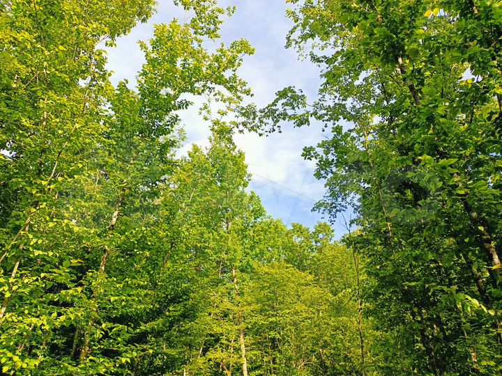 Участок 5 сот. (СНТ, ДНП)