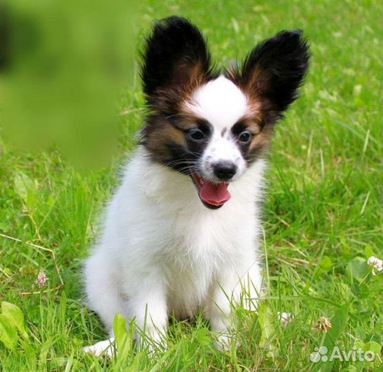 Рыжая красотка