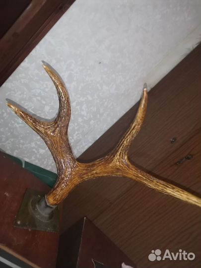 Рога косули