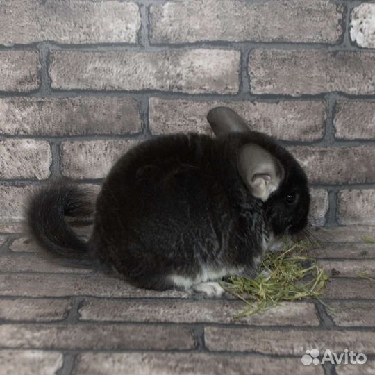 Шиншиллы