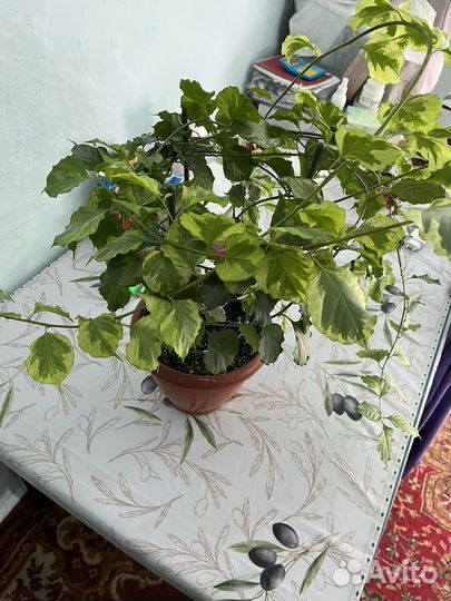 Бугенвиллия