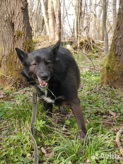 Собака Майли