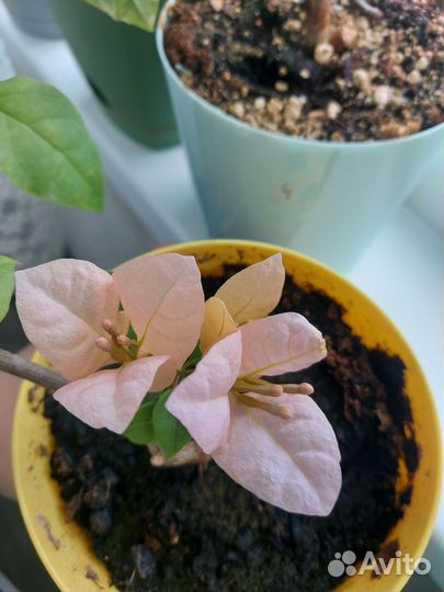 Бугенвиллия