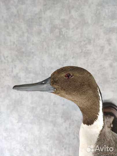 Чучело утки шилохвость