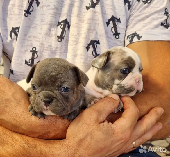 Французский бульдог щенки