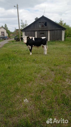 С/х животные коровы