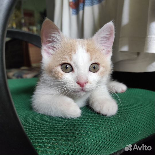 Рыжий котенок девочка