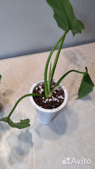 Филодендрон радиатум