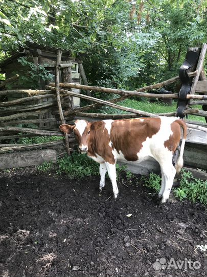 Тёлка на племя