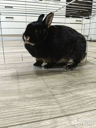 Карликовый кролик