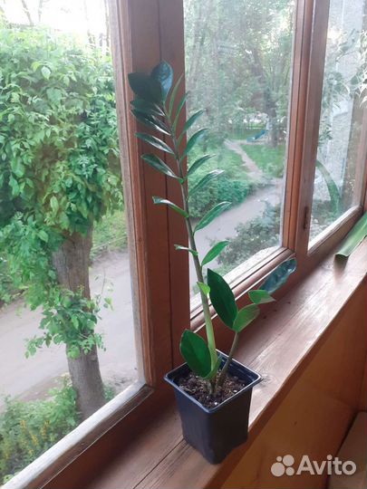 Замиокулькас