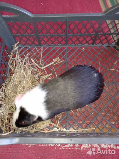 Морские свинки