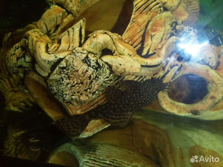 Анциструс сом