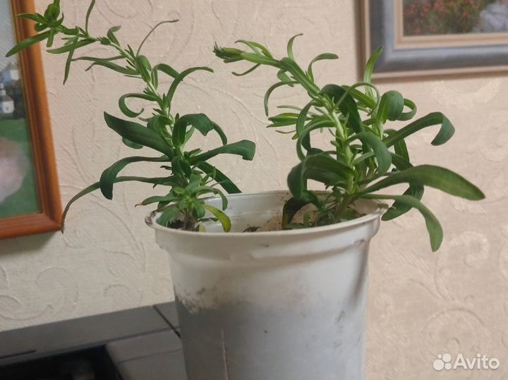 Вересковая астра белая