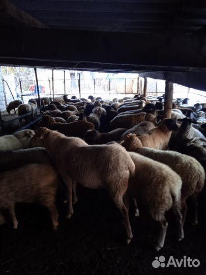 Романовские овцы