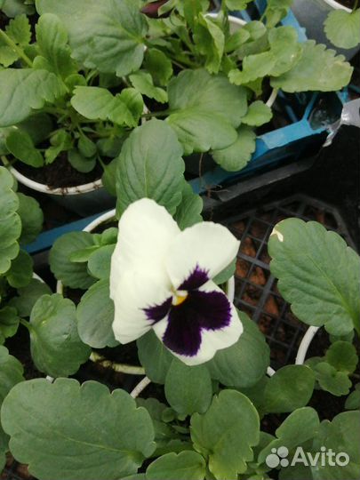 Бархатцы, Петунья, Агератум, Колеусы