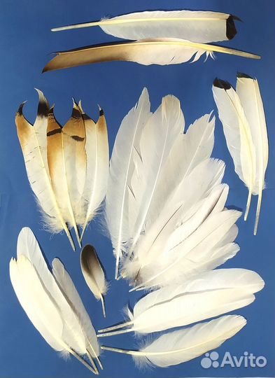 Перья водоплавающих и степных птиц