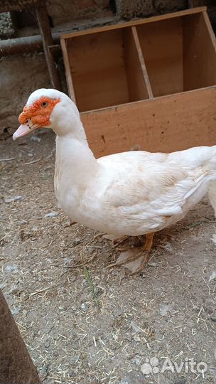 Селезень индоутки