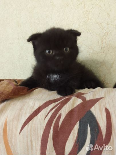 Британский котик