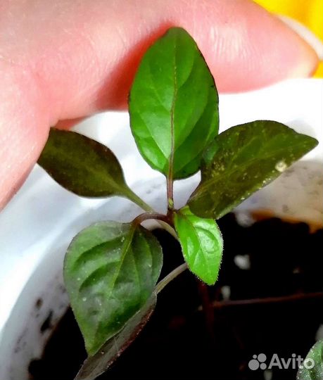 Алоказия, перец