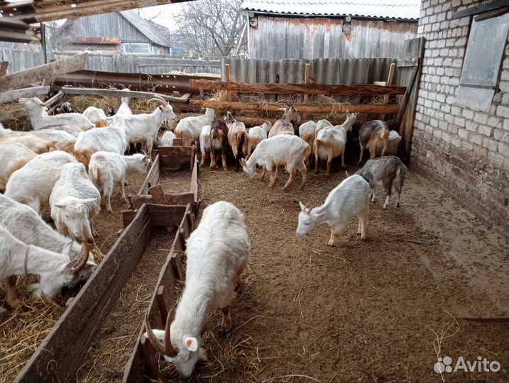 Зааненские, альпийские и нубийские козы и козлы