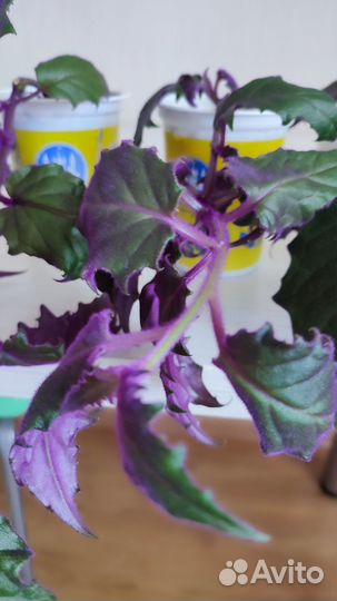 Продам цветы комнатные