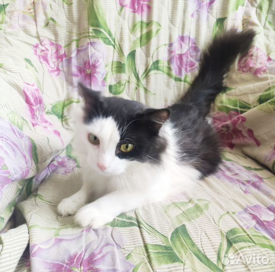 Котик в добрые руки
