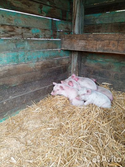 Продам поросят месячных