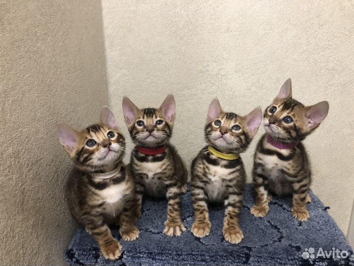Бенгальские котята