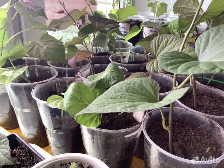 Рассада батата