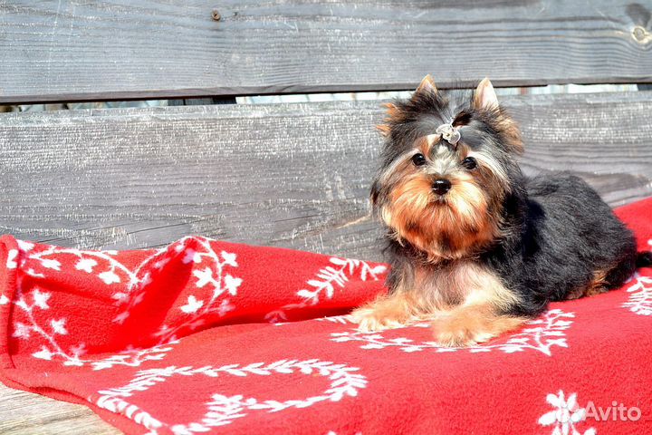 Йорк мальчик