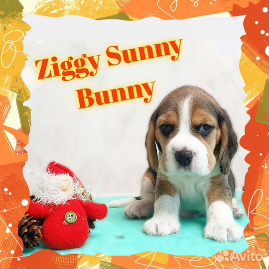 Щенок бигля