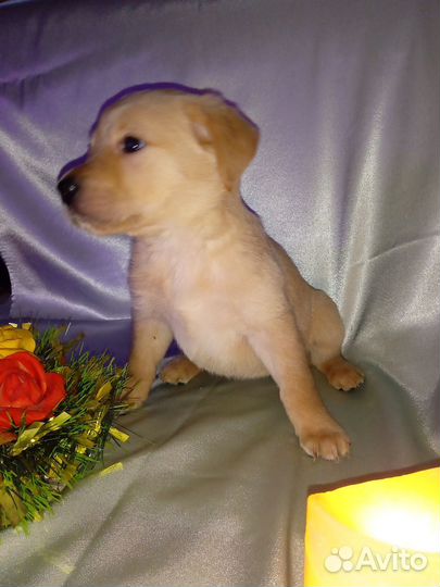 Лабрадор ретривер щенки