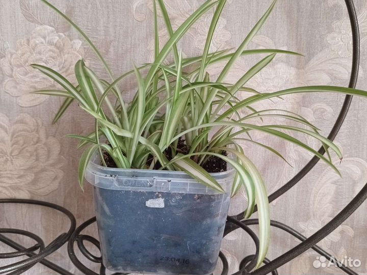 Хлорофитум