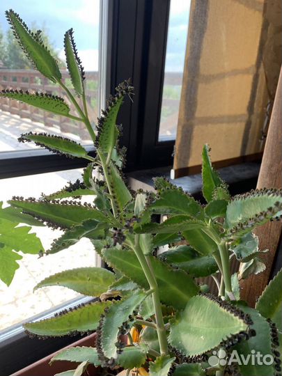 Каланхоэ Дагремона