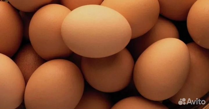 Домашние куриные яйца
