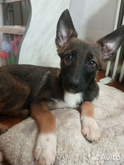 Ника, метис Аусси, малинуа, и немца