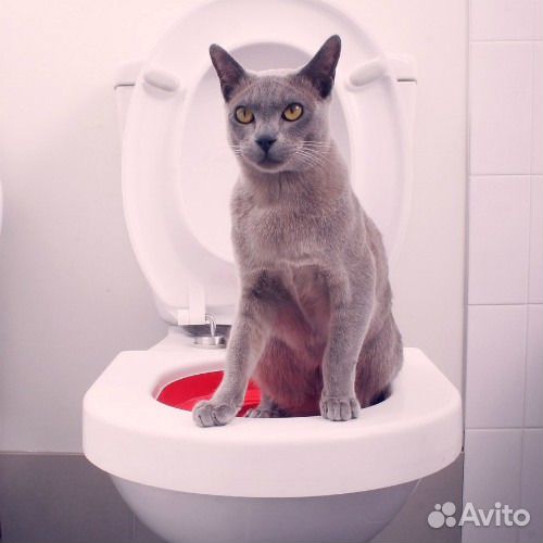 Система приучения кошек к туалету
