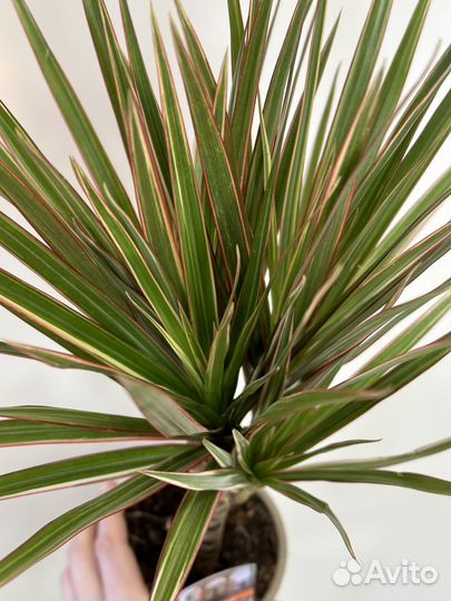 Драцена маргината