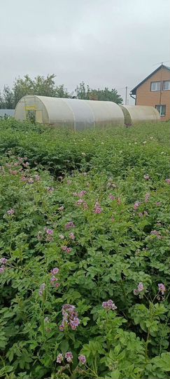 Участок 5 га (СНТ, ДНП)