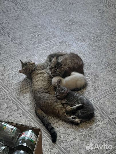 Котята в добрые руки