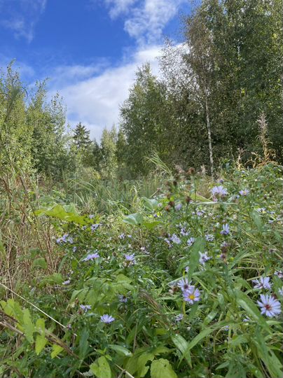 Участок 12 сот. (ИЖС)