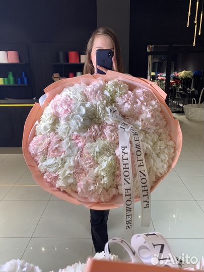 Гортензия нежная