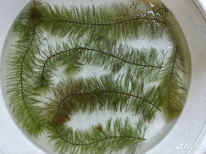 Перистолистник Рорайма