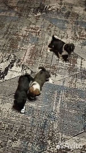 Щенки спаниеля
