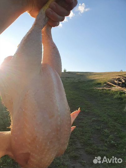 Домашнее мясо курицы бройлер