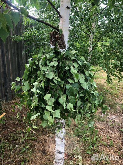 Березовые веники