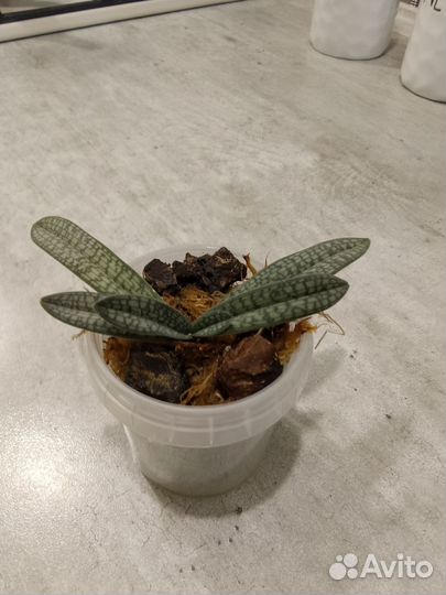 Орхидея пафиопедилум