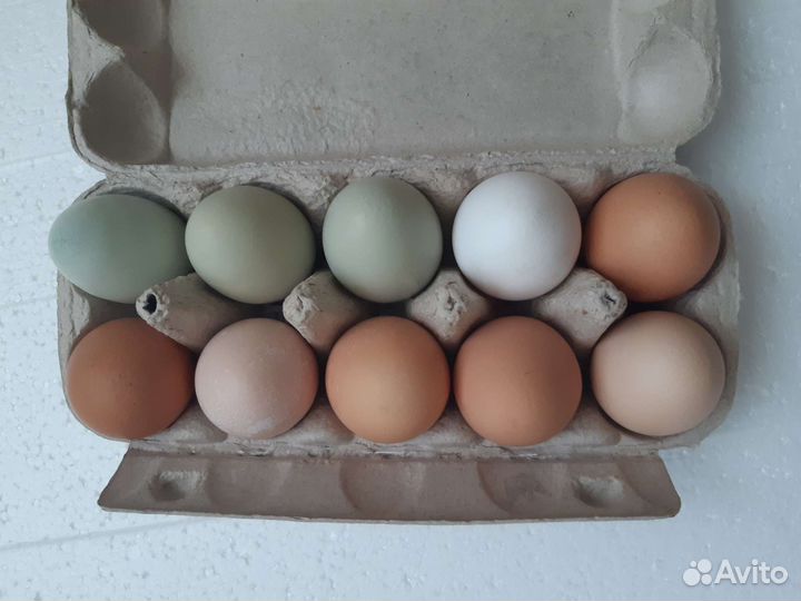 Домашние куриные яйца